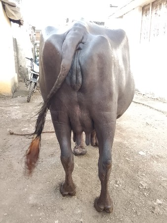 ભેંસ વેચવાની છે.કિંમત 1 60000