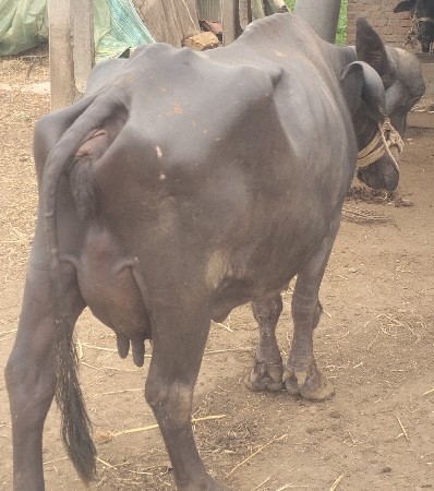 આ   ભેસ  વેચવાની  છે