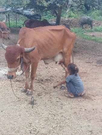 ગાયવીણલસે