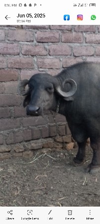 ભેંસ દેવાની છે