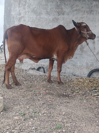 બે ગાયું આપવાનિછે