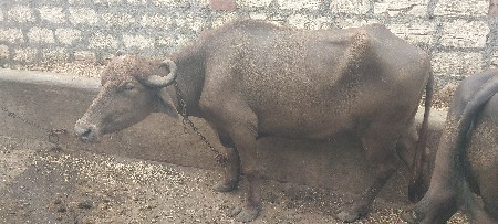 ભેંસ વેચવાની છે