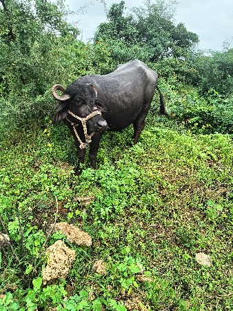 પેલા વેતરની ખડેલી વેશવાનીછે છે
