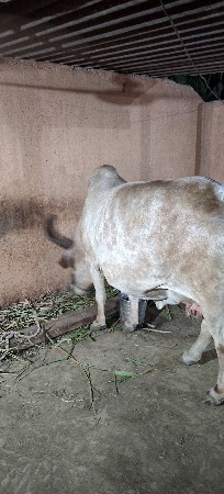 ગાય