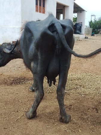 આ ભેંસ વેચવાની છે