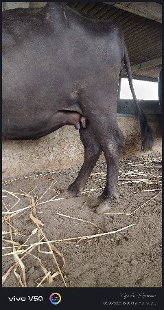 ભેંસ વેચવાની છે