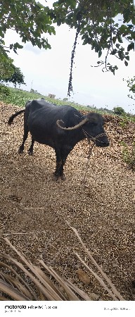 ભેંસ વેસવસાવ છે