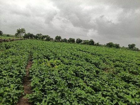 khetar vechvanu che