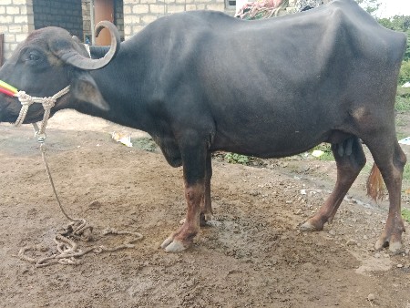 ભેંસ વેચવાની છે