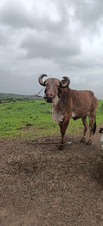 પ્યોર જમણીયા બરઘવેચવાનો છે