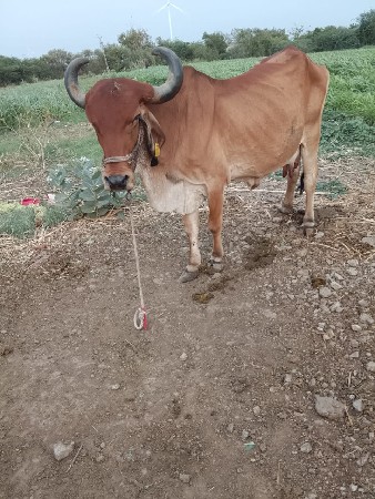 વેતર 3  સાવસોજી