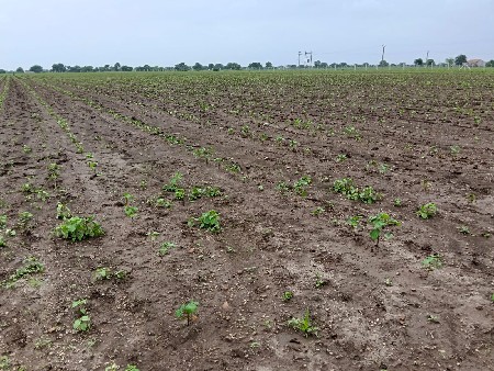 ખેતીની જમીન વેચવાની છે