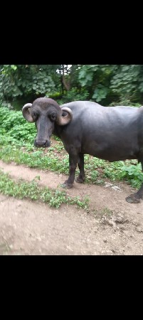 પેલૂ વેતર