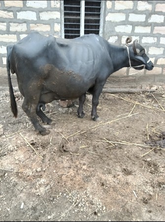 ભેંસ વેસ્વાની સે