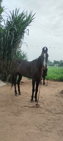 ઘોડી વેચવાની છે
mo.7984264537