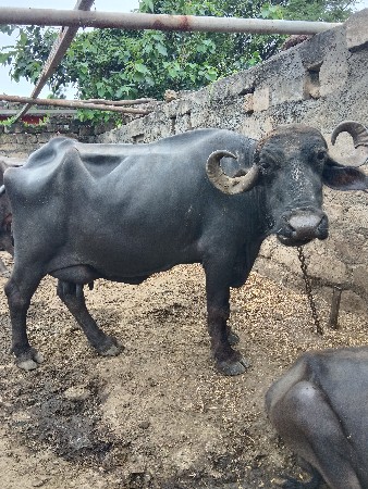 વેસવાનીસે