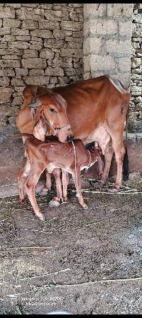 બે ગાયો વેચવાની છે