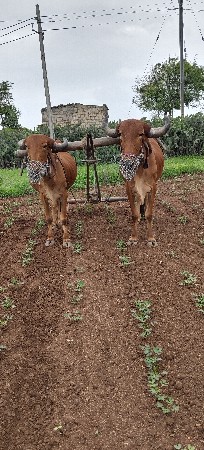 બળદ