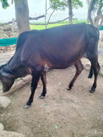વાસડી