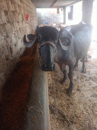 ભેંસ વેચવાની છે