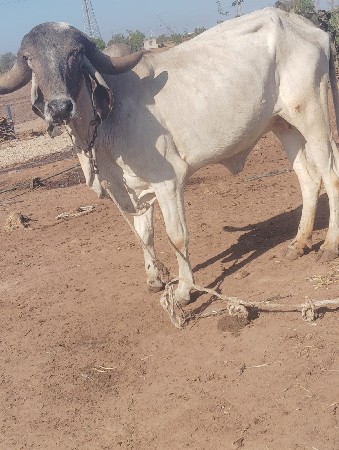 લીલડી હોડકી વેચવાની છે