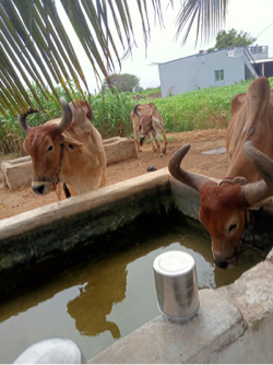 બળદ વેચવાના છે 
 4 ધાર ના છે