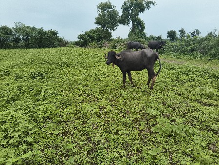 બે ખડાયા વેચવાના છે