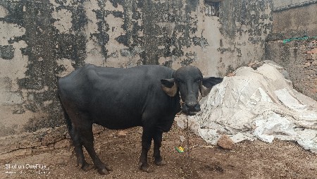 ભેંસ વેચવાની છે બીજું વેતર છે.