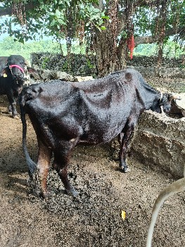 ગાય વેસવાની છે