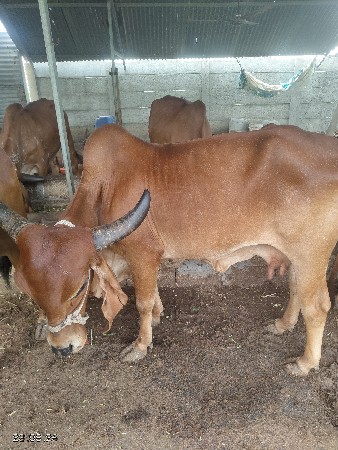 ગીર ગાય વેચવાની છે
