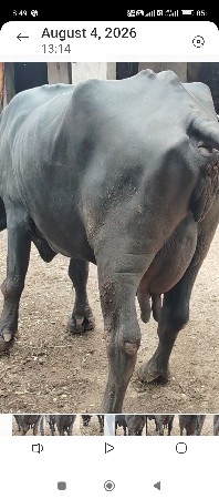 bhains bechwani se