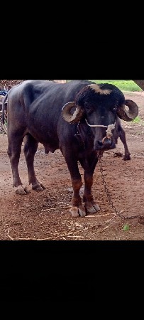 પાડો વેચવાનો છે