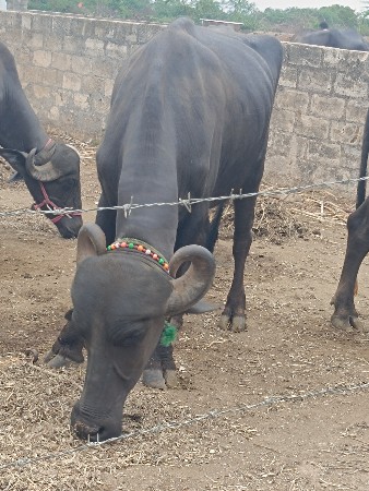 દ્વારકા જિલ્લાના ખંભાળિયા તાલુકાના