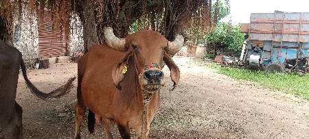 ગાય પેશવાની છે
