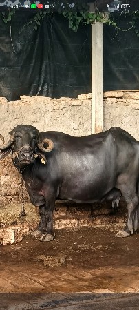 ભેંસ
