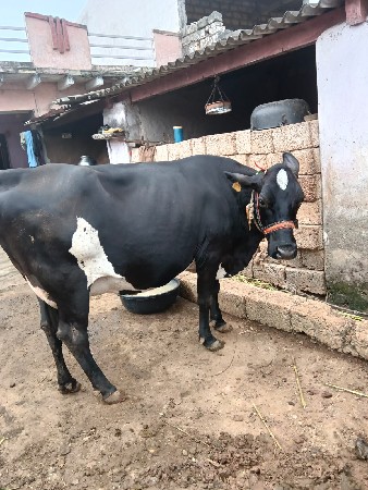 Hf  ગાય વેચવાની છે