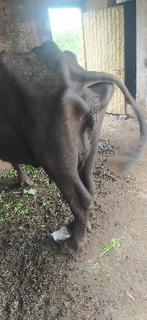 ભેંસ વેચવાની છે
