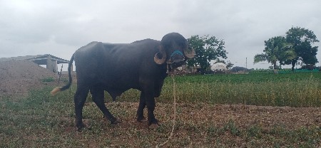 પાડો