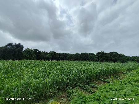 ભેંસ ચારો જુવાર વેચવાની છે
