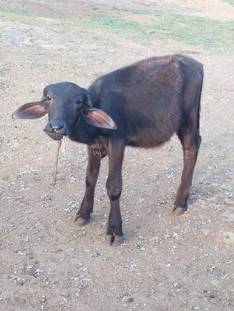 બે પાડીયુ વેચવાની છે