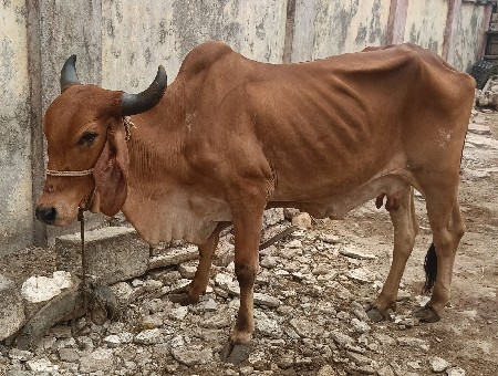 બંને ગાયો વેચવાની છે