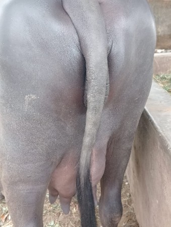 ભેંસ વેચવાની પેલું વેતર આઠ દસ દિવસ