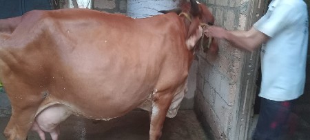 ગાય વેચવાની છે ગીર ક્રોસ