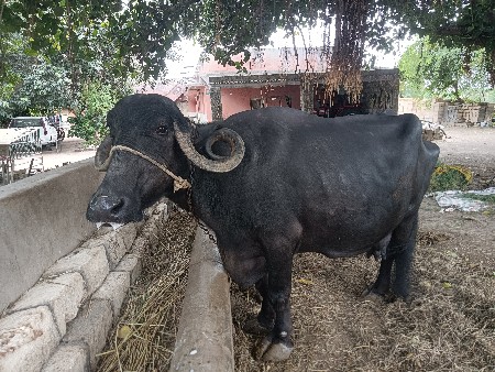 ભેંસ વેચવાની છે