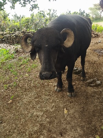 ભેસ વેચવાની છે