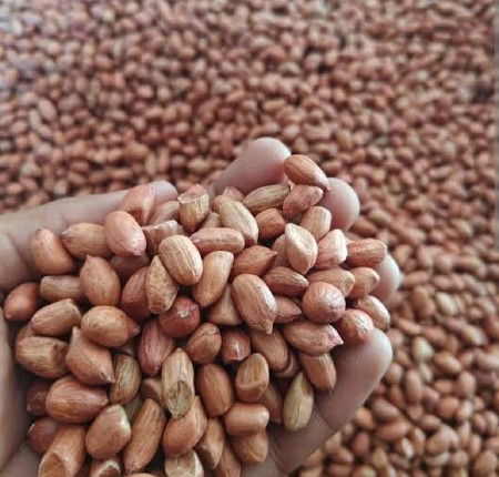22 નંબર મગફળી