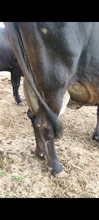 બે ગાયું પાંચ પાંચ લીટર દૂધ