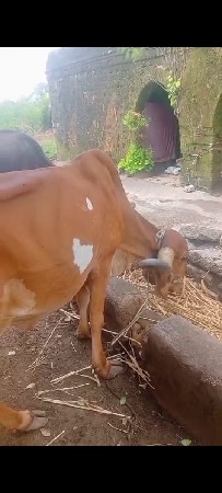 ગીર બે ગાય  મફત દેવાની છે