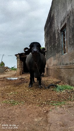 buffelo sel