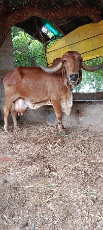 ગીર ગાય વેચવાની છે